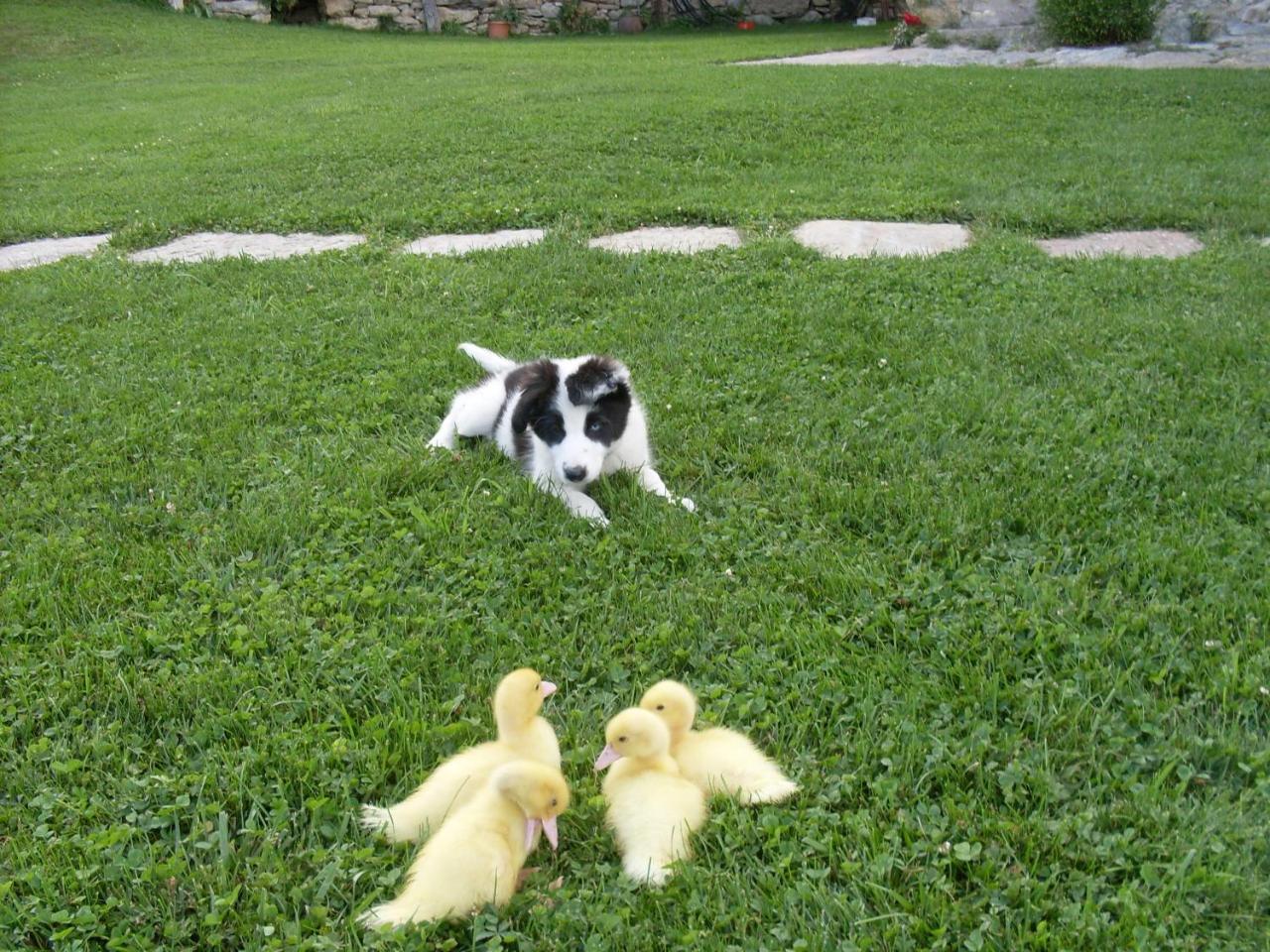 Can Gallo Llanars Dış mekan fotoğraf
